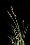 Whitetinge sedge